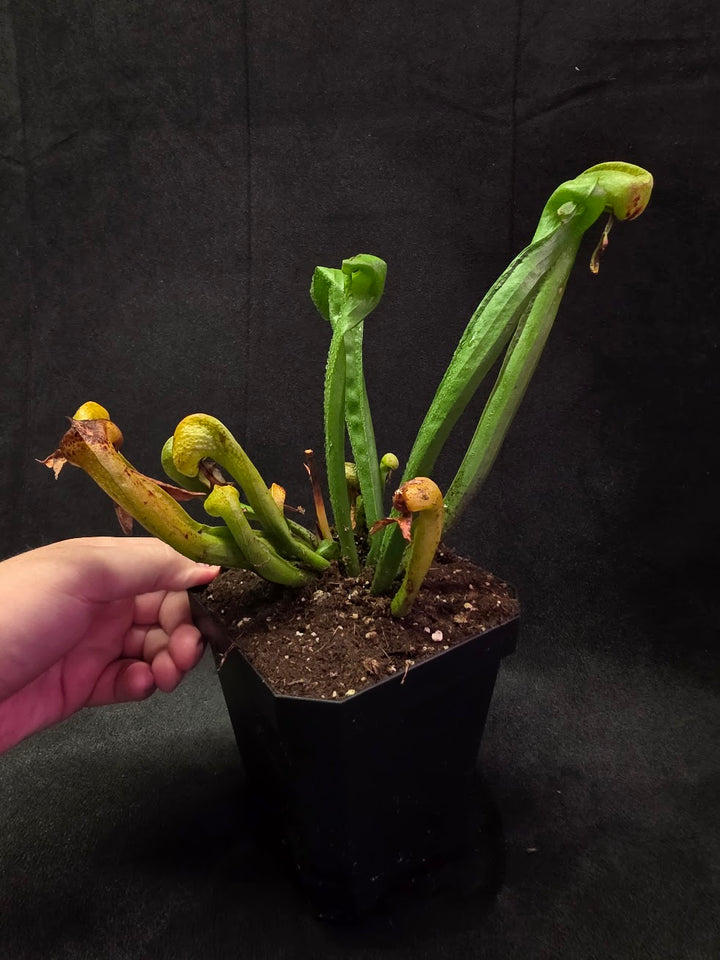 Cobra Lily (Darlingtonia Californica) #03