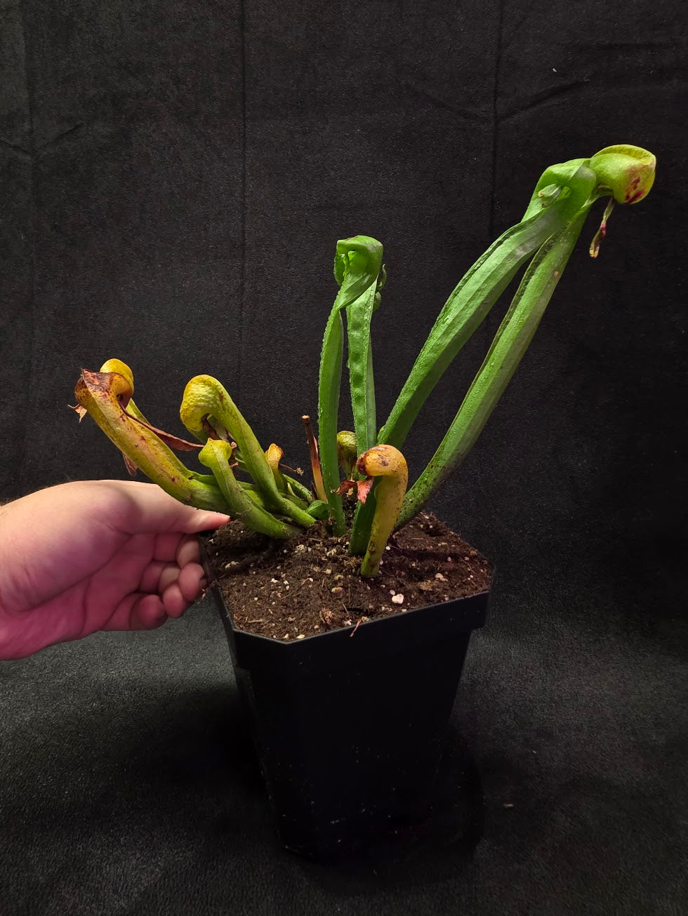 Cobra Lily (Darlingtonia Californica) #03