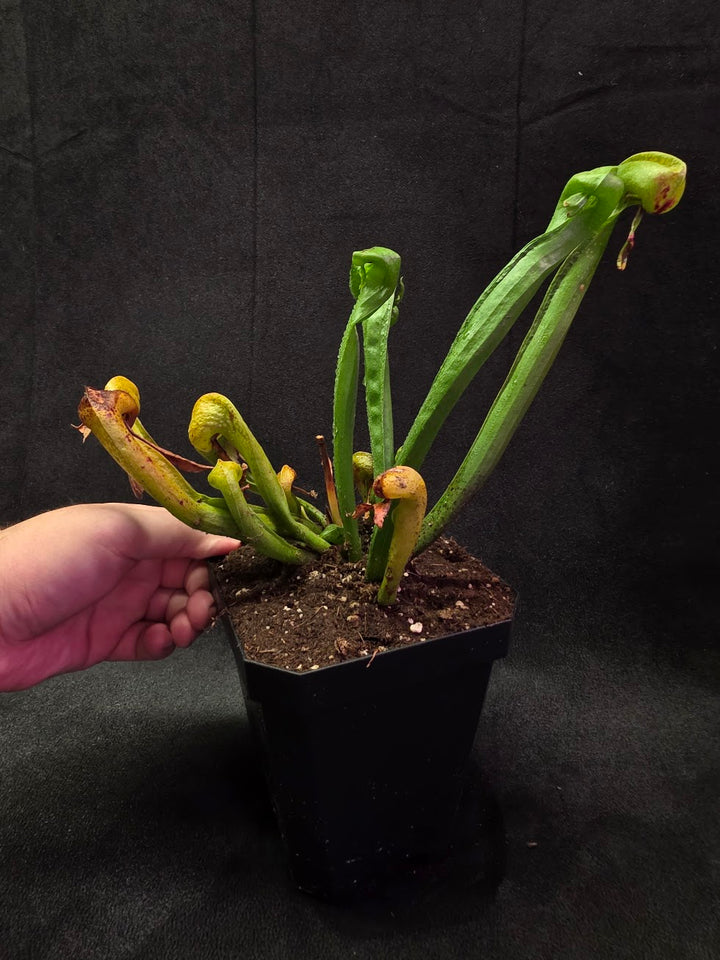 Cobra Lily (Darlingtonia Californica) #03