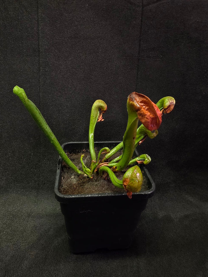 Cobra Lily (Darlingtonia Californica) #04
