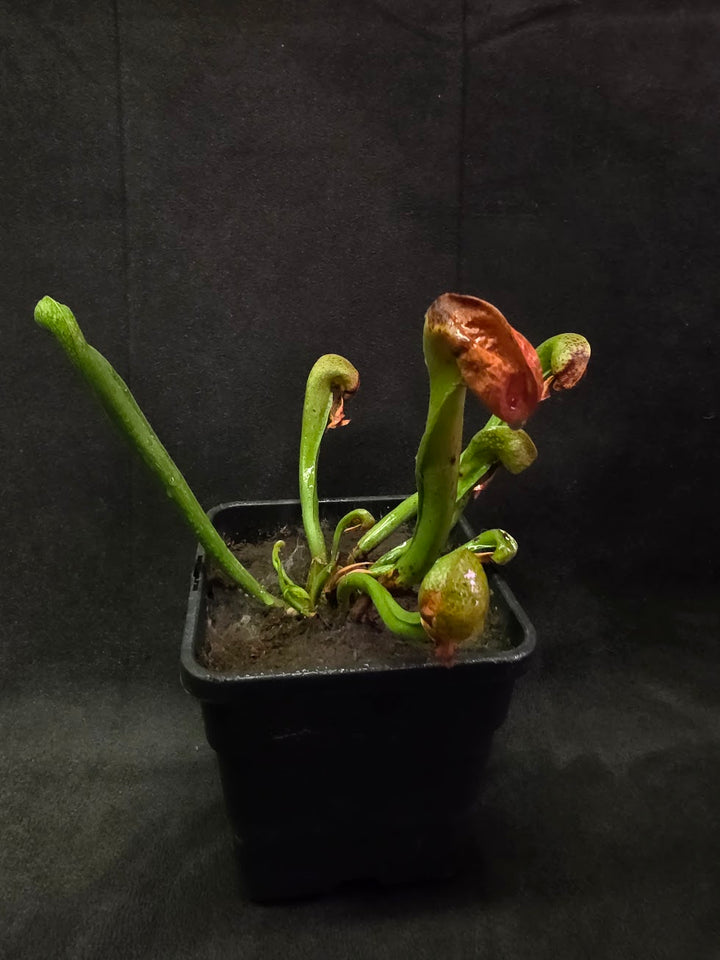 Cobra Lily (Darlingtonia Californica) #04