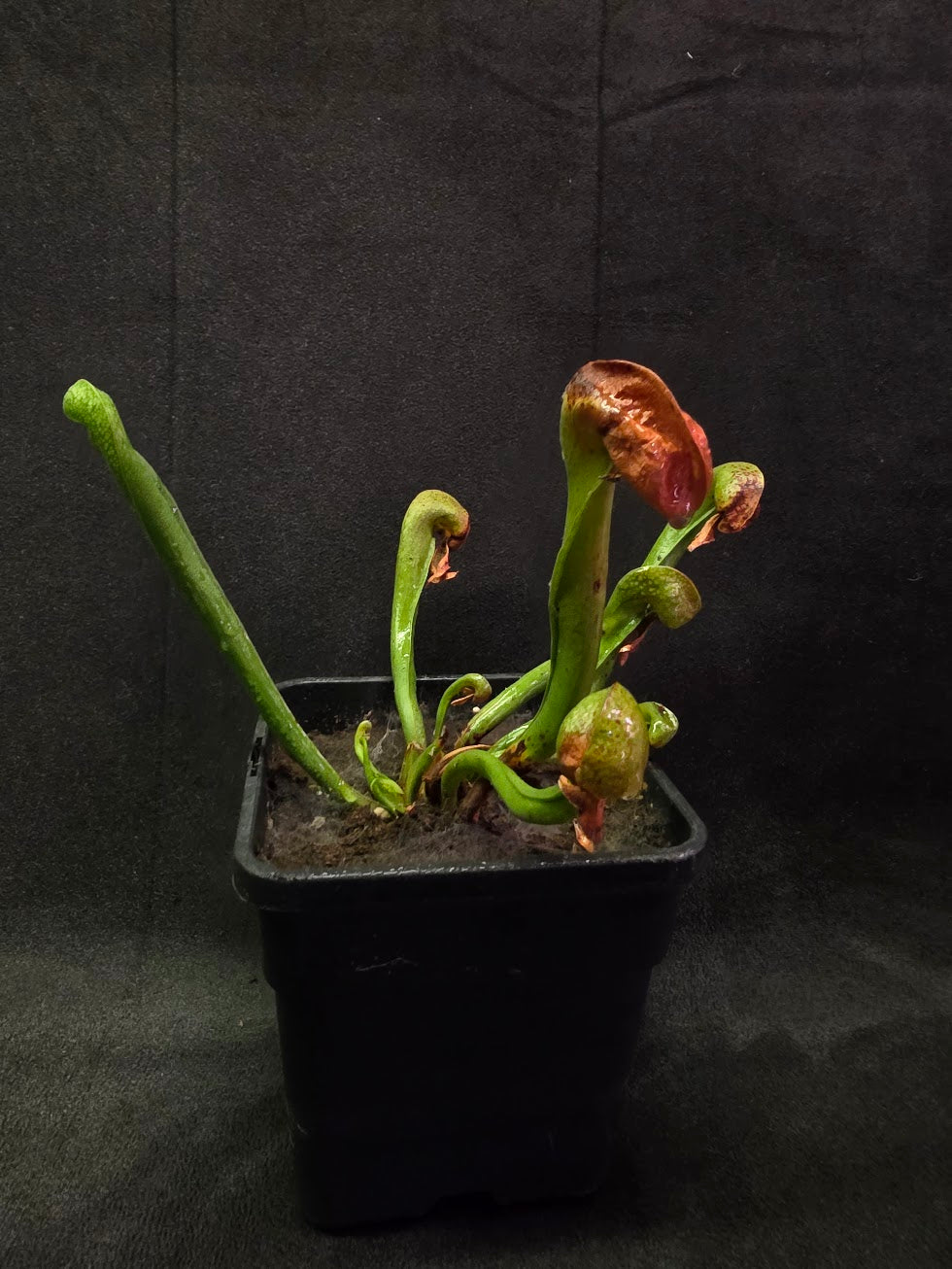 Cobra Lily (Darlingtonia Californica) #04