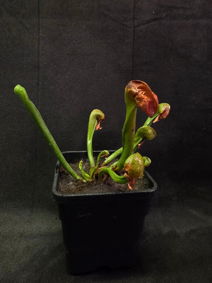Cobra Lily (Darlingtonia Californica) #04