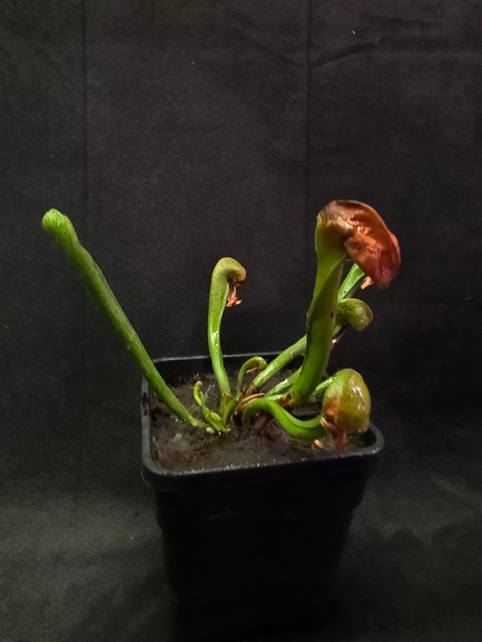 Cobra Lily (Darlingtonia Californica) #04