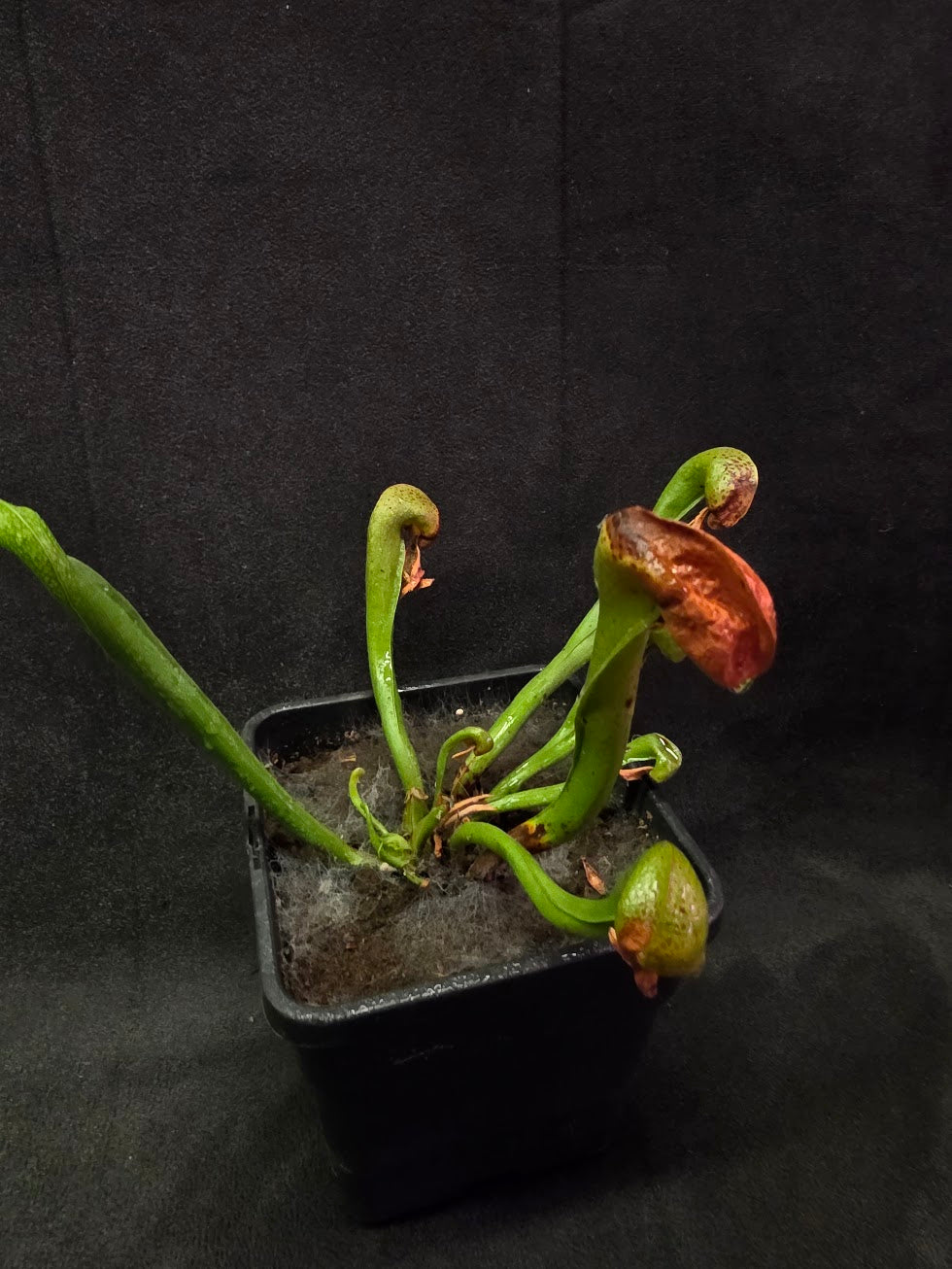 Cobra Lily (Darlingtonia Californica) #04