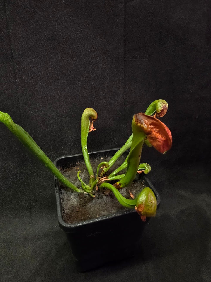 Cobra Lily (Darlingtonia Californica) #04