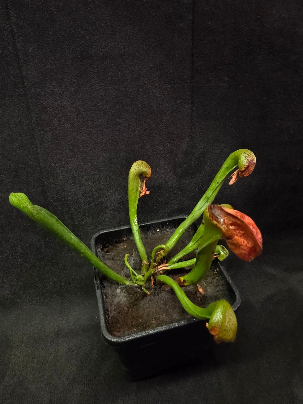 Cobra Lily (Darlingtonia Californica) #04