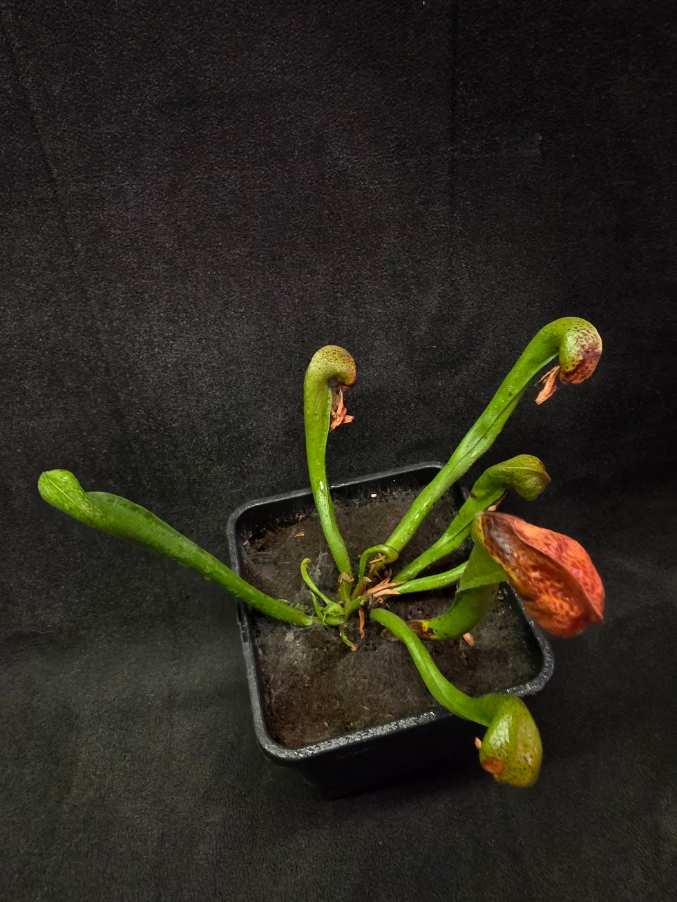 Cobra Lily (Darlingtonia Californica) #04