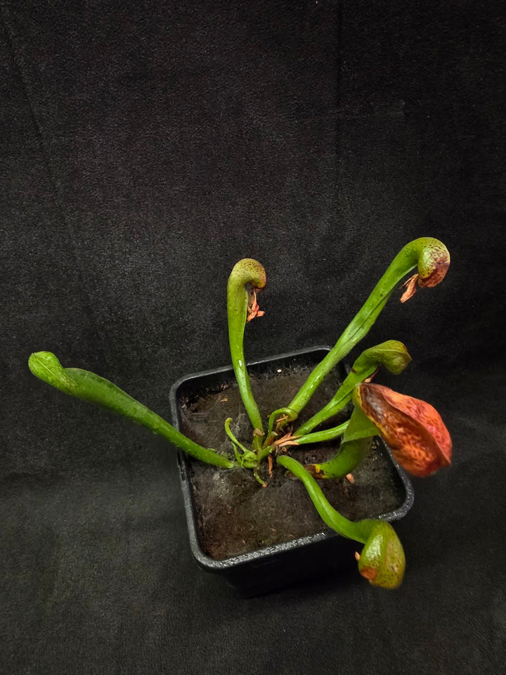 Cobra Lily (Darlingtonia Californica) #04