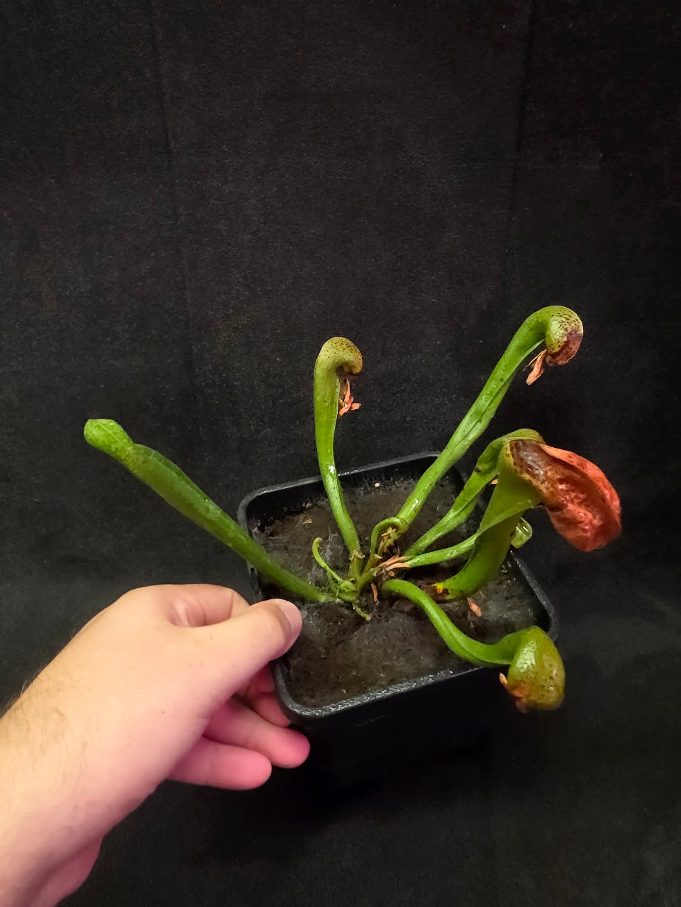 Cobra Lily (Darlingtonia Californica) #04