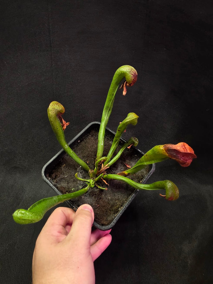 Cobra Lily (Darlingtonia Californica) #04