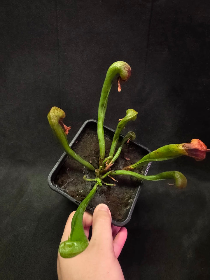 Cobra Lily (Darlingtonia Californica) #04