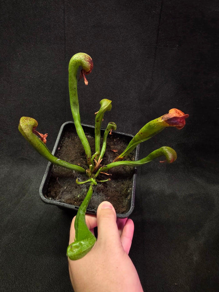 Cobra Lily (Darlingtonia Californica) #04