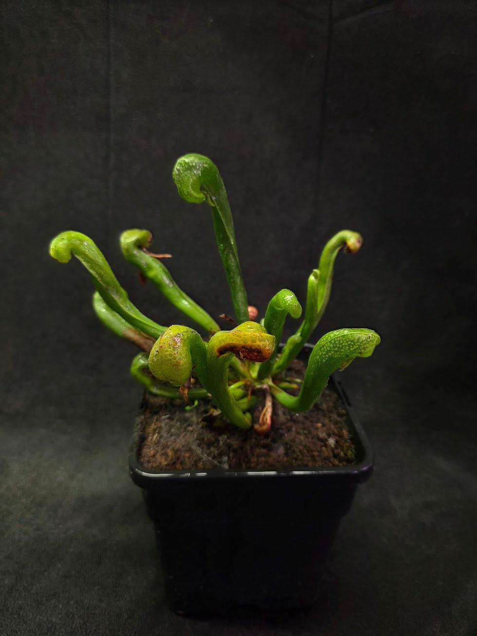 Cobra Lily (Darlingtonia Californica) #05