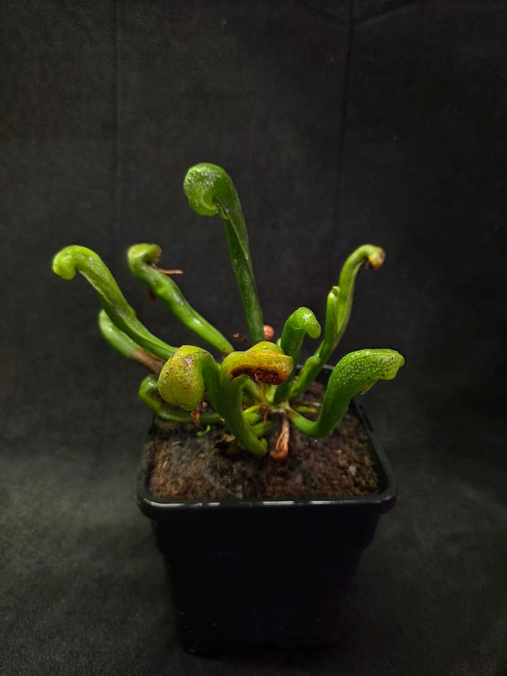 Cobra Lily (Darlingtonia Californica) #05