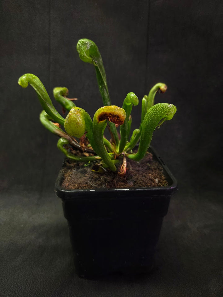 Cobra Lily (Darlingtonia Californica) #05