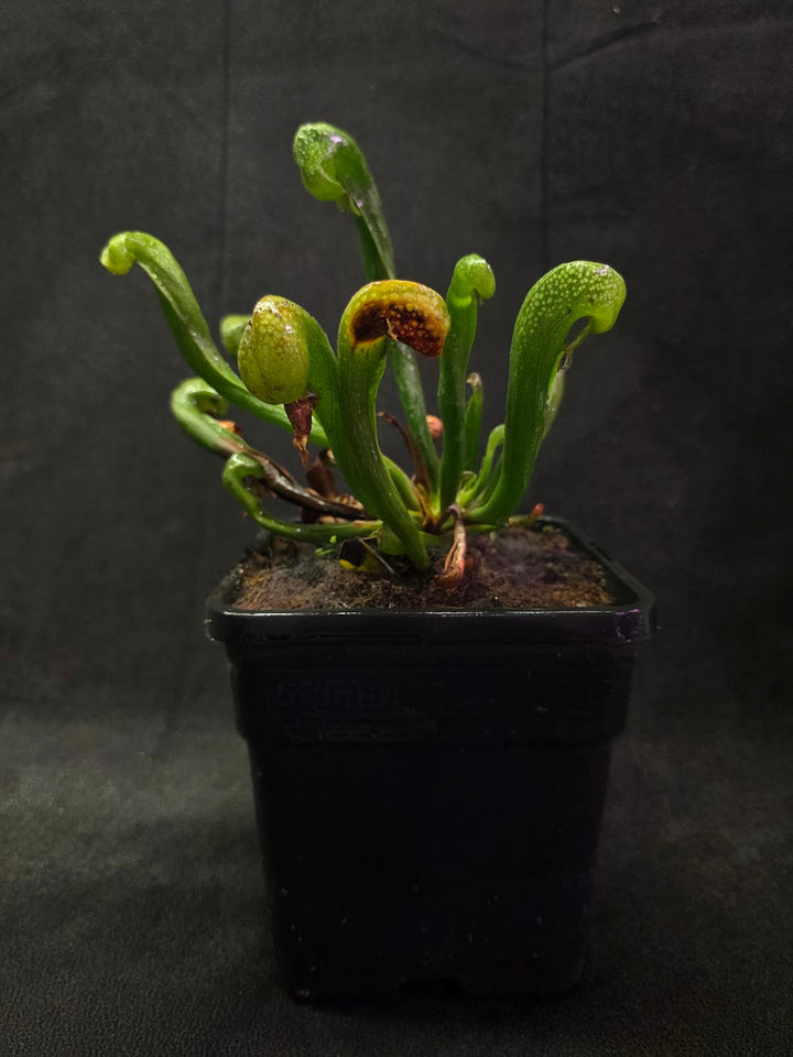 Cobra Lily (Darlingtonia Californica) #05