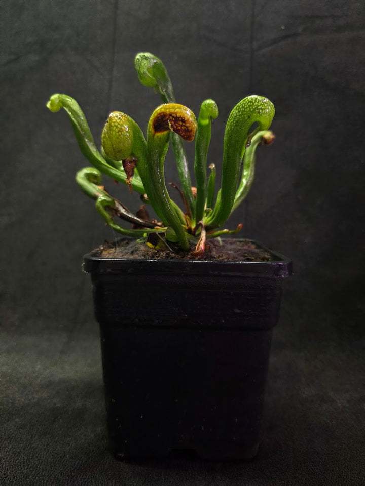 Cobra Lily (Darlingtonia Californica) #05