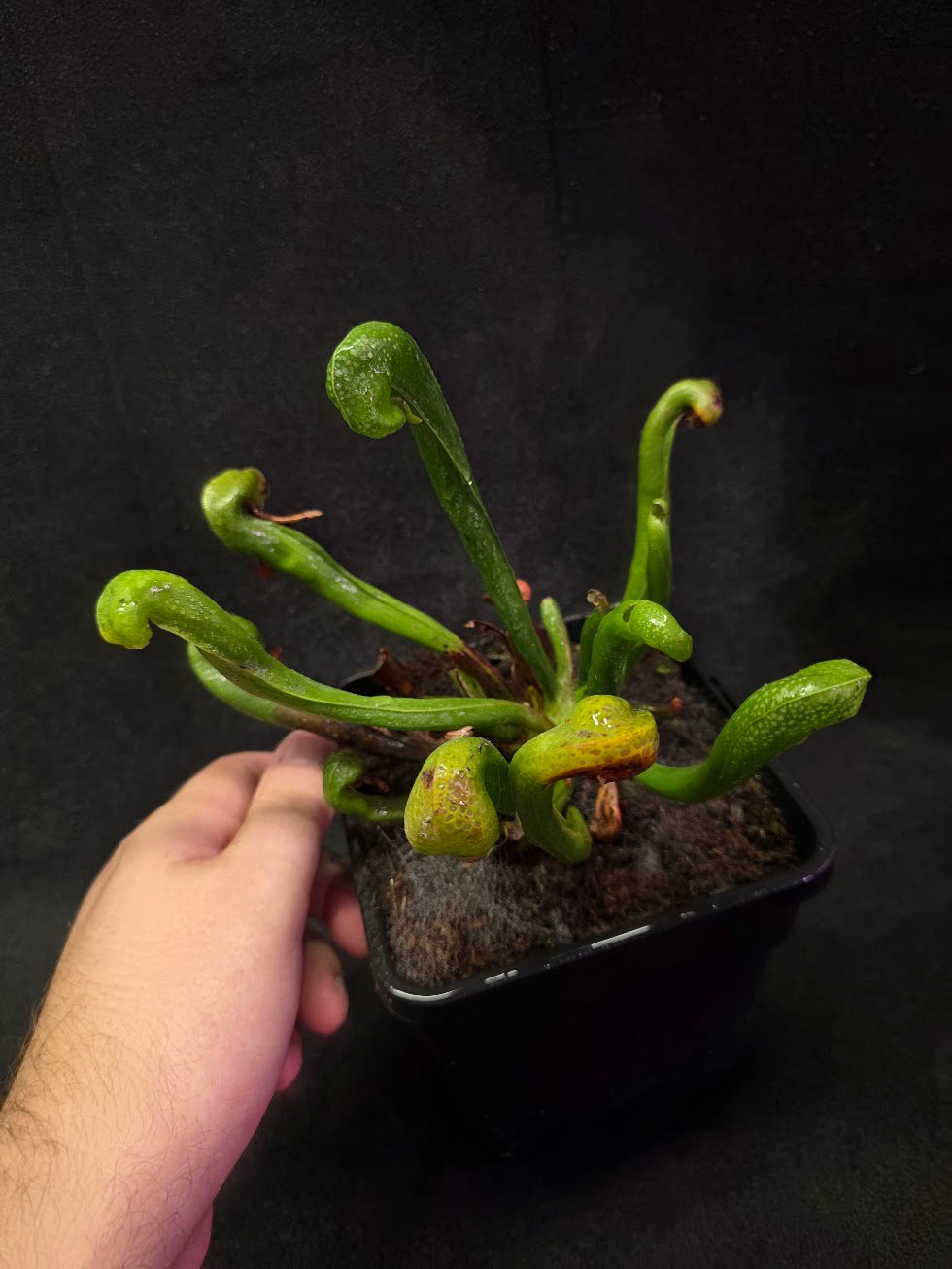 Cobra Lily (Darlingtonia Californica) #05