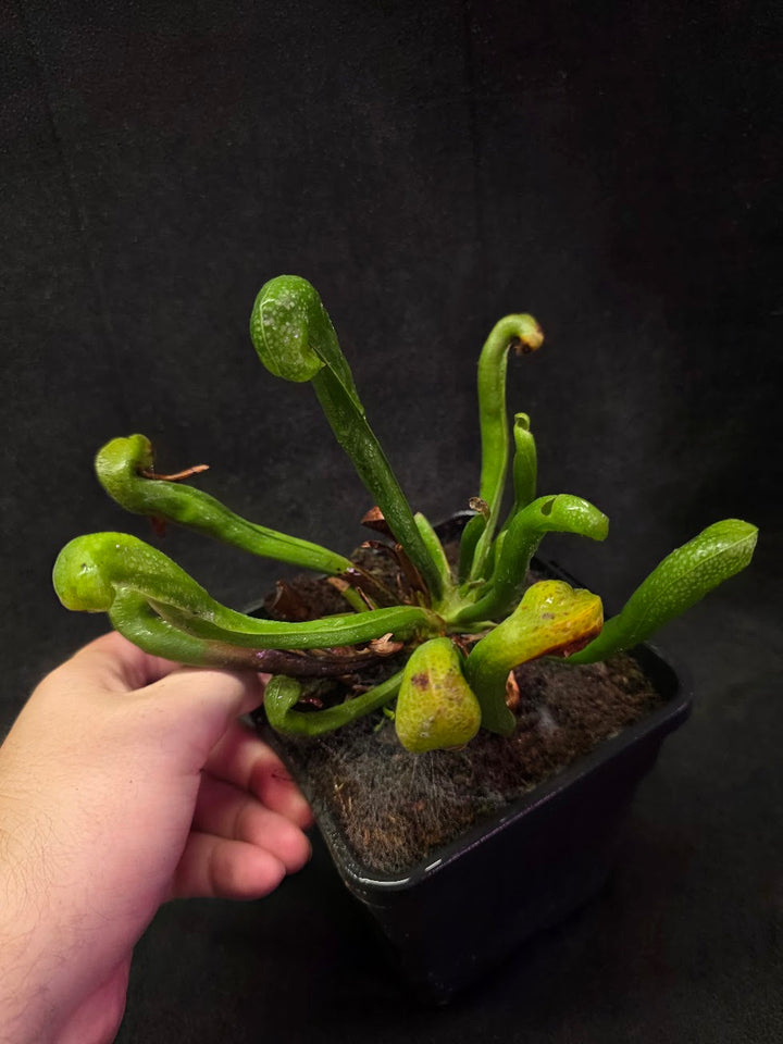 Cobra Lily (Darlingtonia Californica) #05