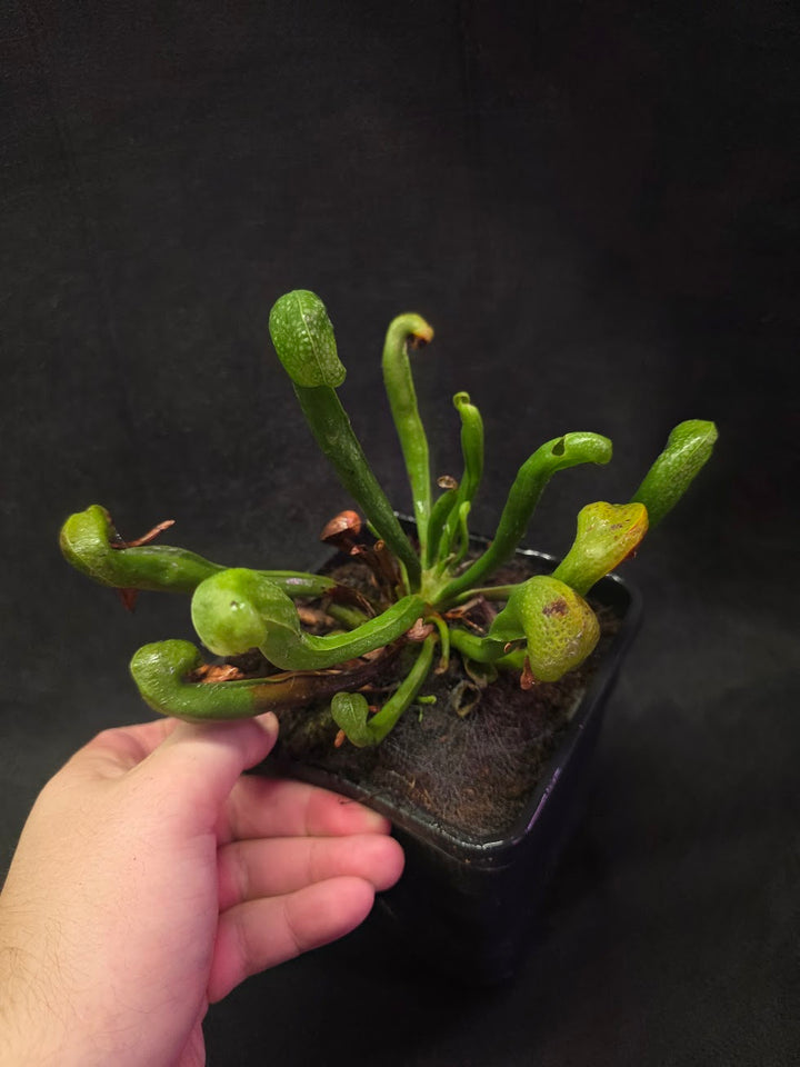 Cobra Lily (Darlingtonia Californica) #05