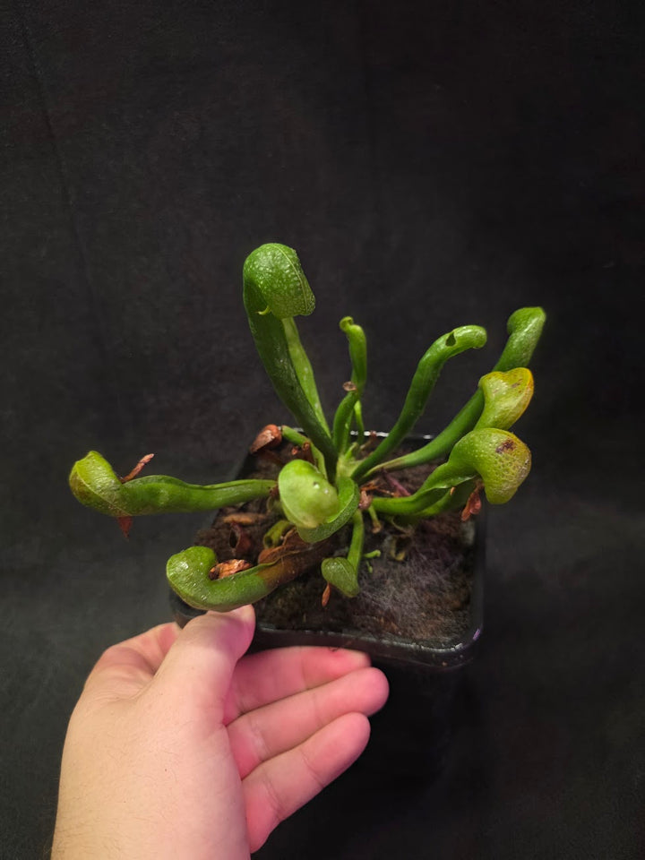 Cobra Lily (Darlingtonia Californica) #05