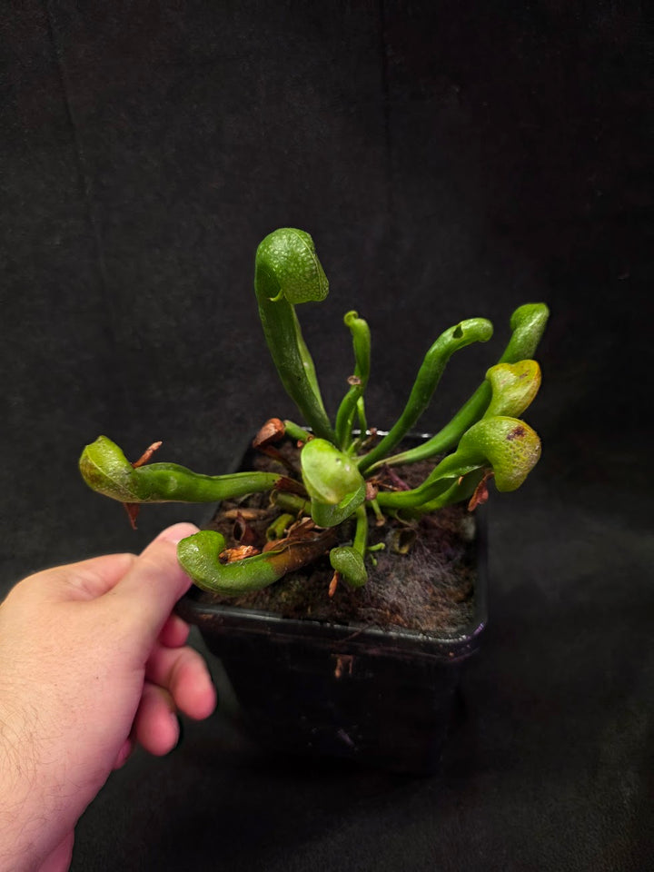 Cobra Lily (Darlingtonia Californica) #05