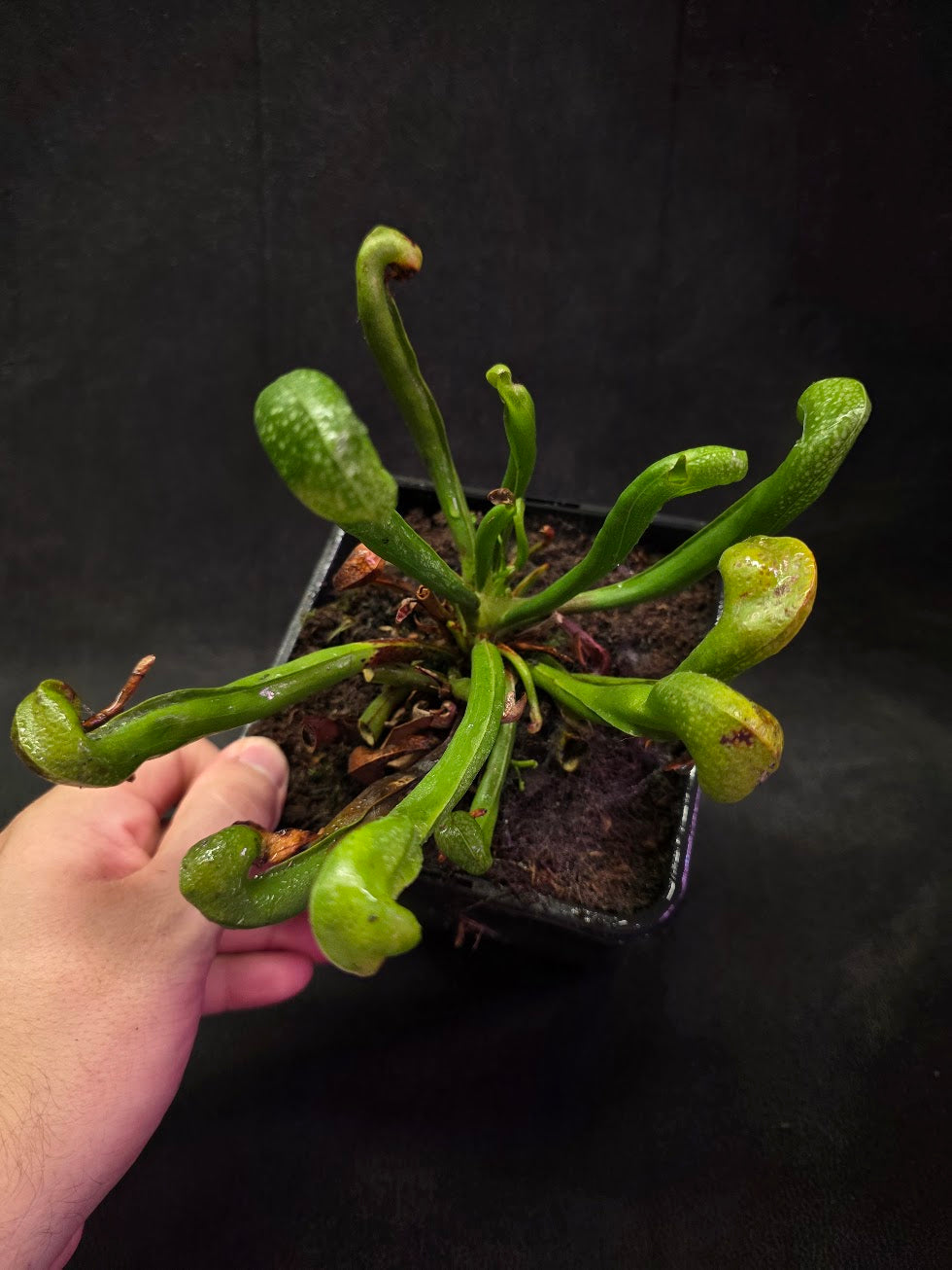 Cobra Lily (Darlingtonia Californica) #05
