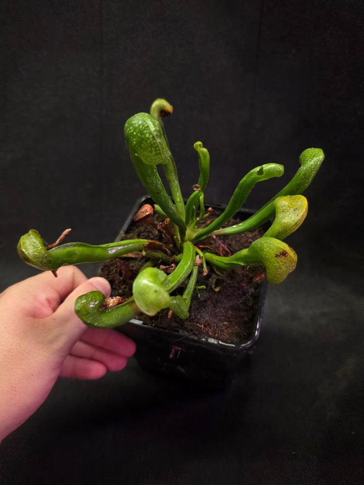 Cobra Lily (Darlingtonia Californica) #05