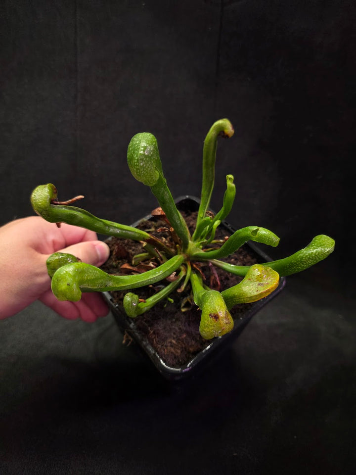 Cobra Lily (Darlingtonia Californica) #05