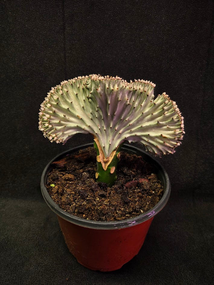 Cactus Lactea #01