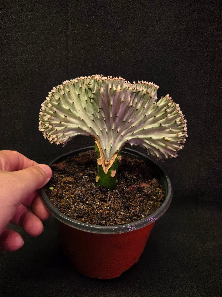 Cactus Lactea #01