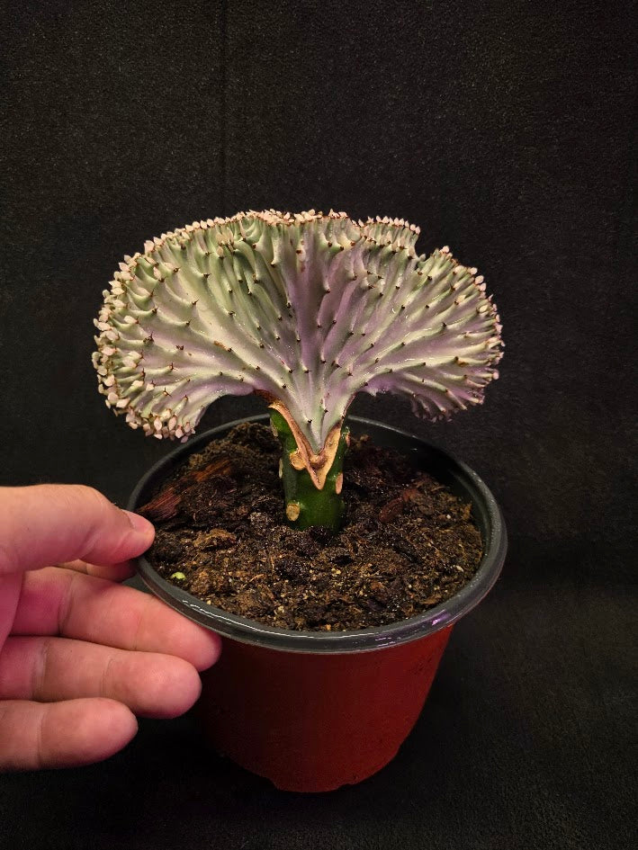 Cactus Lactea #01