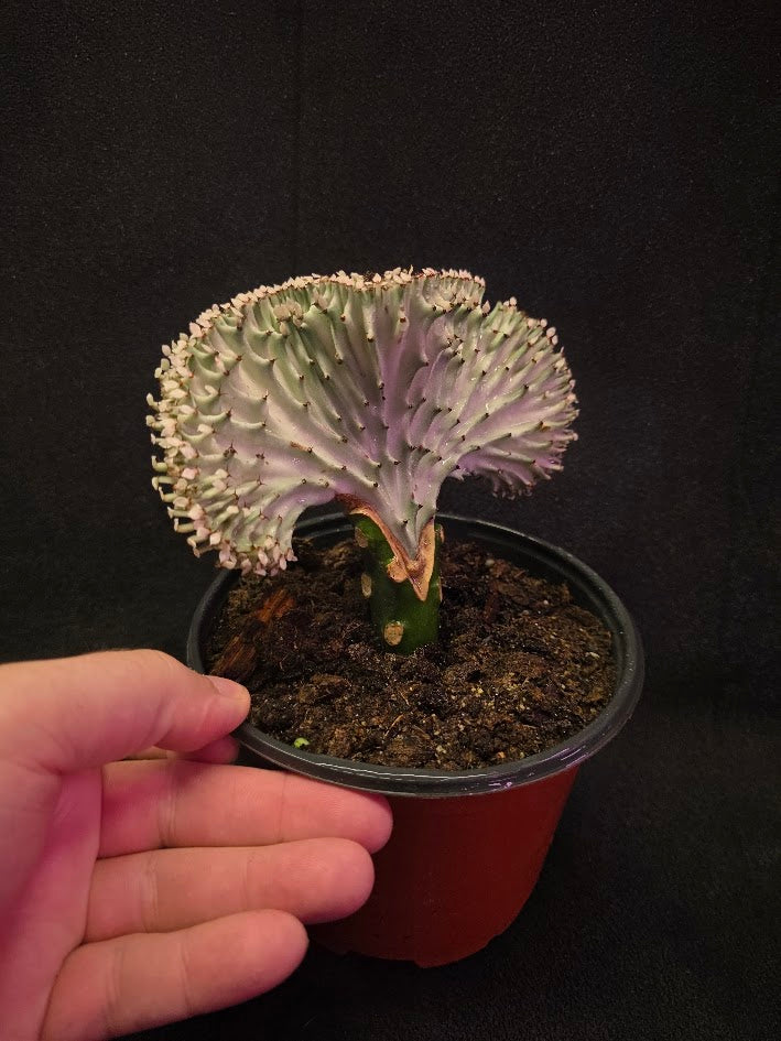 Cactus Lactea #01
