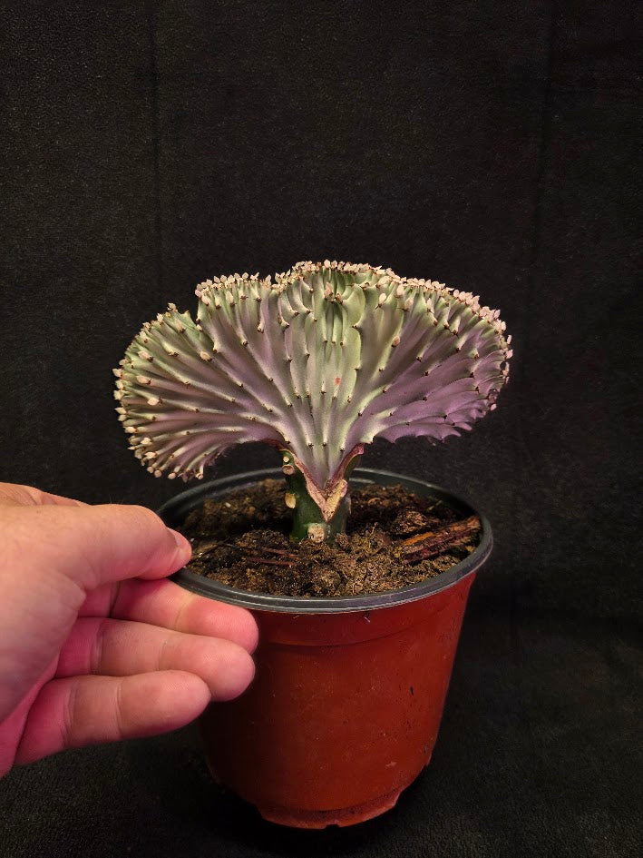 Cactus Lactea #01