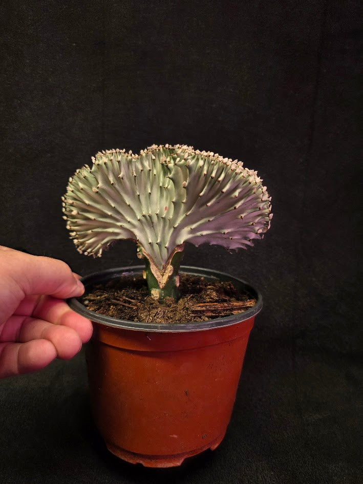 Cactus Lactea #01