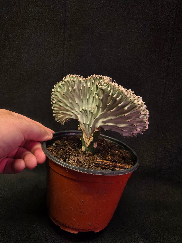Cactus Lactea #01