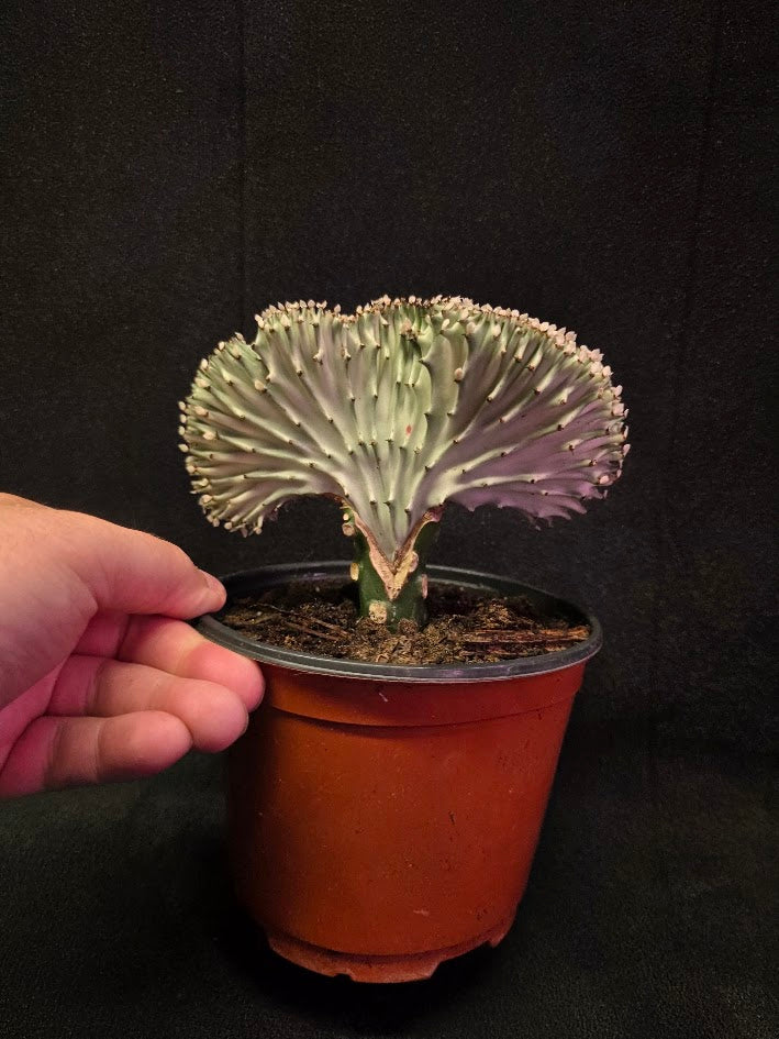 Cactus Lactea #01