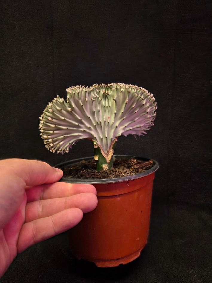 Cactus Lactea #01