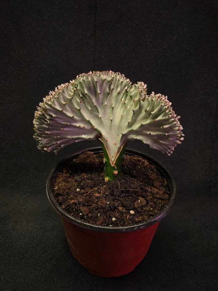 Cactus Lactea #02