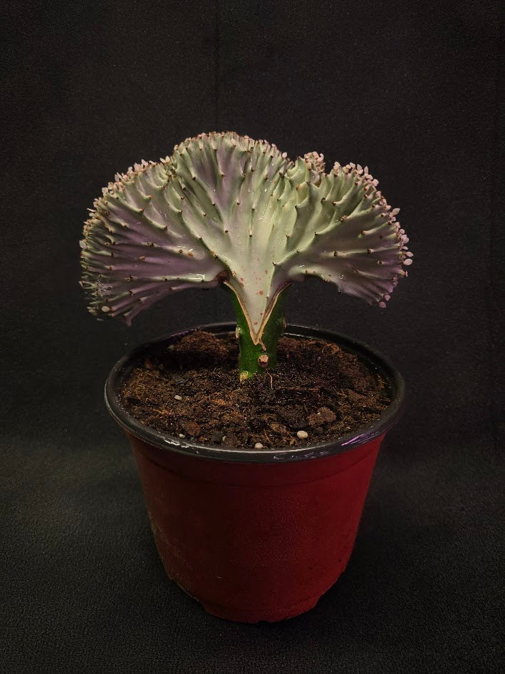 Cactus Lactea #02