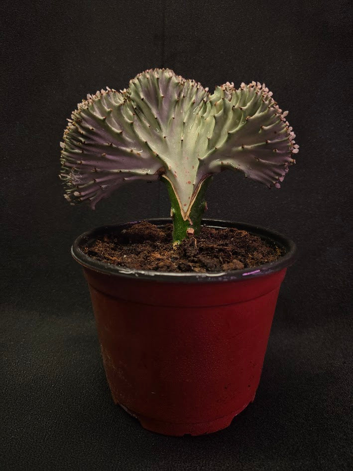 Cactus Lactea #02