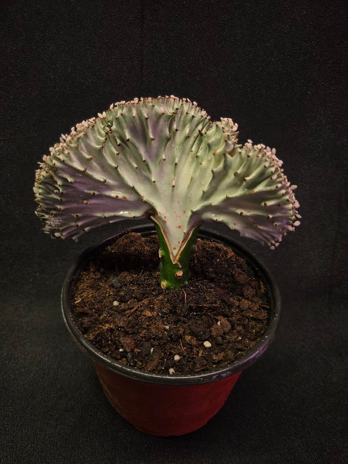 Cactus Lactea #02