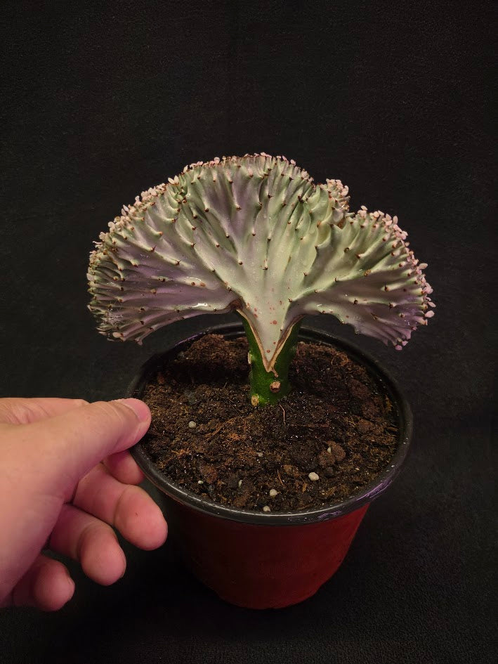 Cactus Lactea #02