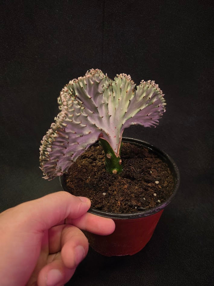 Cactus Lactea #02