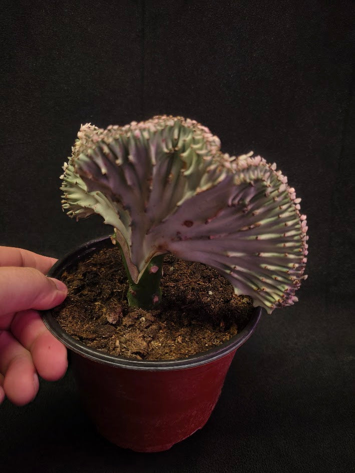 Cactus Lactea #02