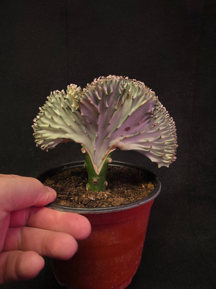 Cactus Lactea #02