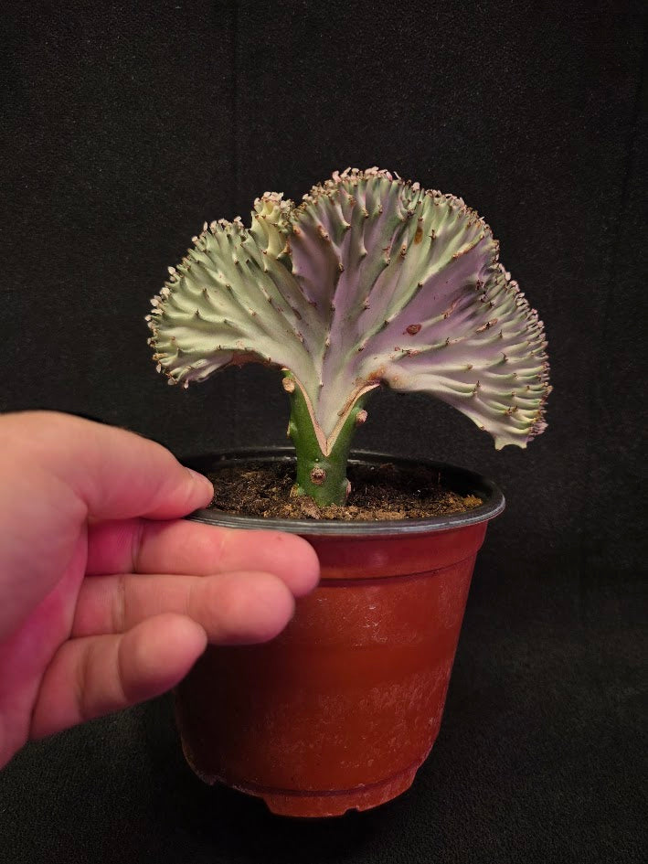 Cactus Lactea #02