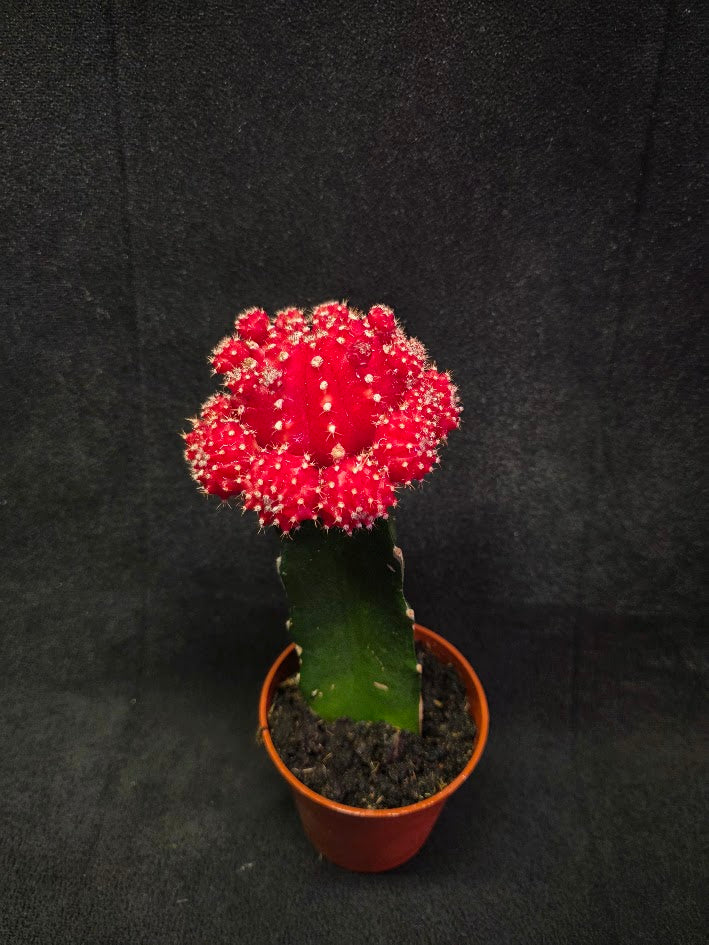 Moon Cactus #01