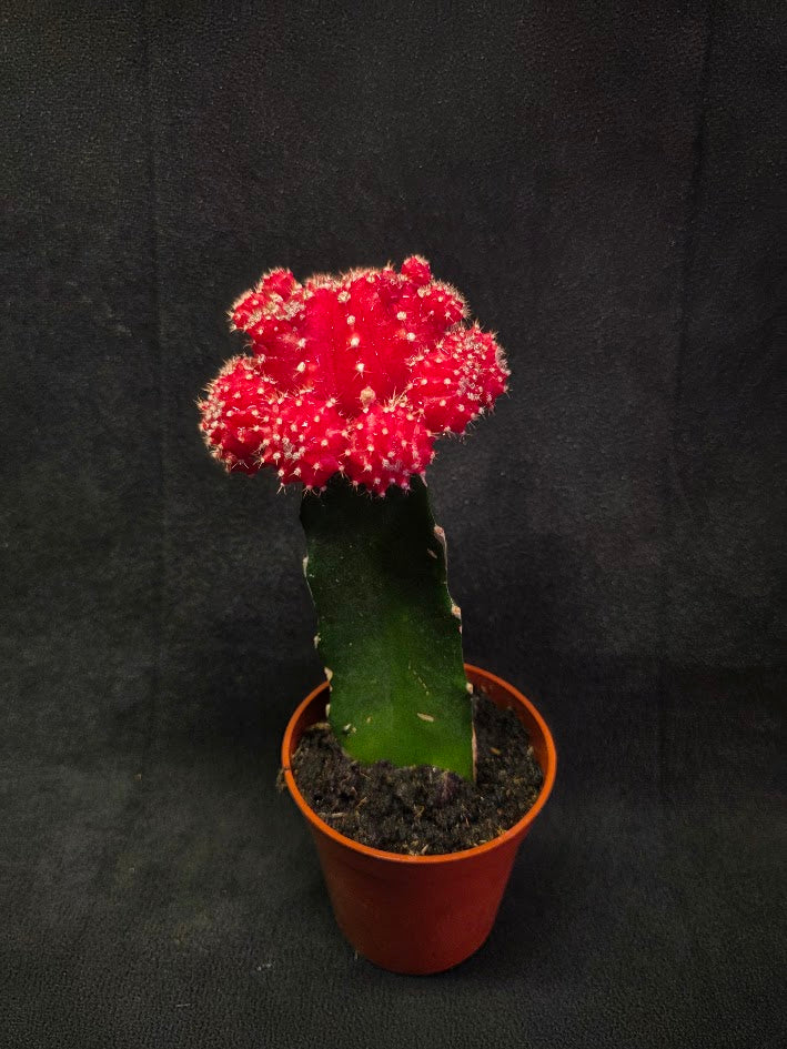 Moon Cactus #01